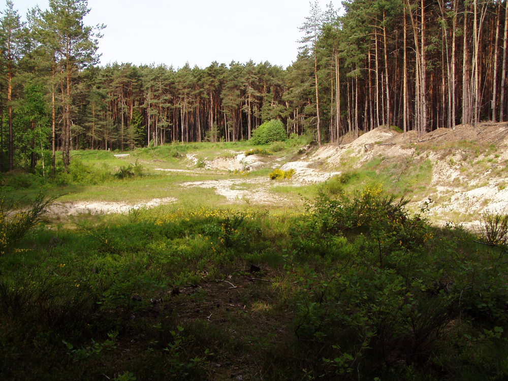 Eine ehemalige Abbaustelle mit niedrigem Pflanzenbewuchs und Sandsteinwänden vor einem Fichtenwald.