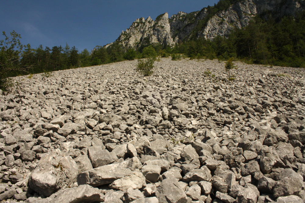 Bildfüllende alpine Kalk-Blockschutthalde, die sich bis an den Fuß von Felswänden zieht. Am Rand wird sie von lichtem Wald eingerahmt.