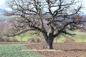 Eine stark verzweigte, uralte Eiche steht auf einem Acker, dessen Furchen fast bis zum Stamm des Baumes heranreichen.