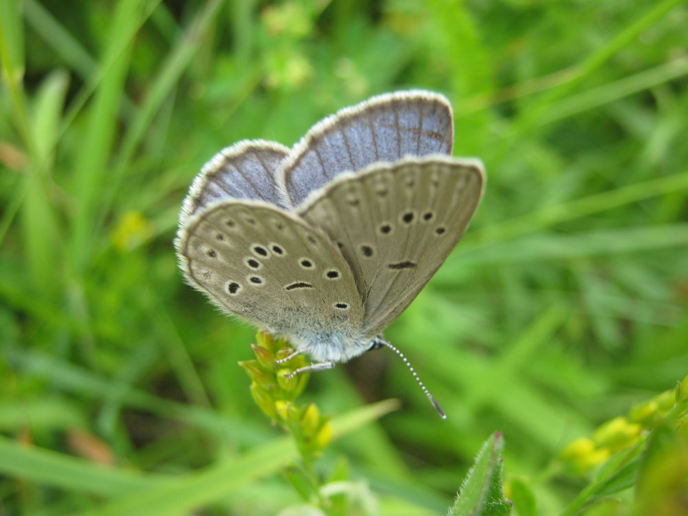 Kleiner blauer Schmetterling sitzt mit zusammengefalteten Flügeln auf einer Blütenrispe.