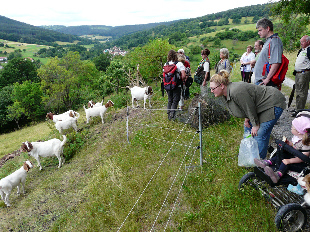 Eine Gruppe von Wanderern betrachtet Ziegen, die auf einem Wiesenhang weiden.
