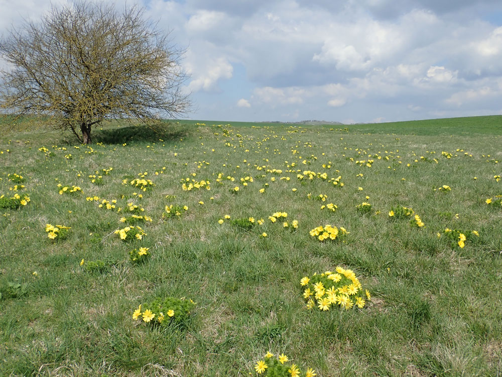 Auf einer kargen Wiese, deren frisches Gras zwischen den braunen Resten des Vorjahres hochwächst, stehen grüppchenweise Wildblumen mit großen hellgelben Blüten.