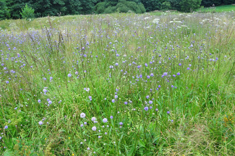 Wiese voller hoher Wildblumen mit violetten Blütenköpfen.