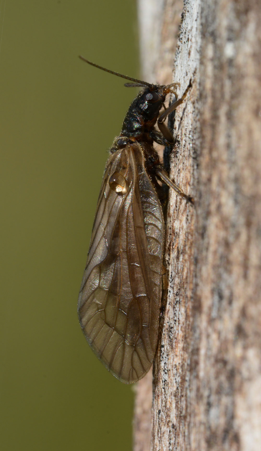 Schlammfliege mit großen, braunen Flügeln.