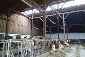 In einem moderne geräumigen Kuhstall mit hohem Dach stehen etwa ein Dutzend Kühe und fressen Heu.