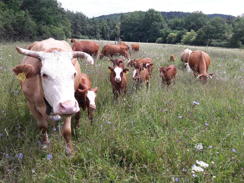 Mehrere Kühe weiden mit ihren Kälbern auf einer mit verschiedenen Blumen und Gräsern bewachsenen Wiese.