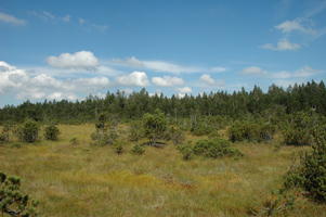 Mit Büschen spärlich bewachsene Moorwiese mit Wald im Hintergrund unter blauem Himmel mit weißen Wolken.