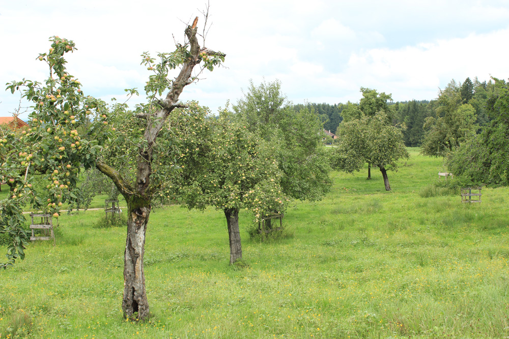 Blick in eine alte Streuobstwiese mit reichem Fruchtbehang. Im Vordergrund sieht man einen halb abgestorbenen Apfelbaum mit diversen Höhlungen und Totholz. Der Unterwuchs ist eine extensiv bewirtschaftete, blütenreiche Wiese.