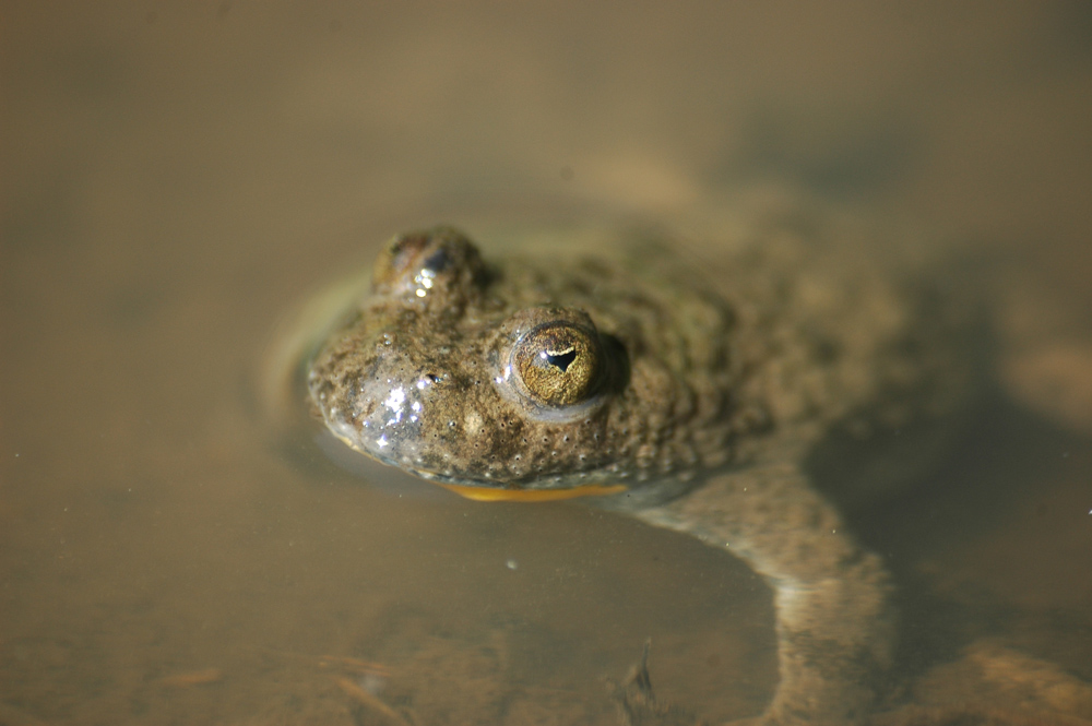 Nahaufnahme einer braunen Kröte, die ihren Kopf aus dem Wasser streckt.