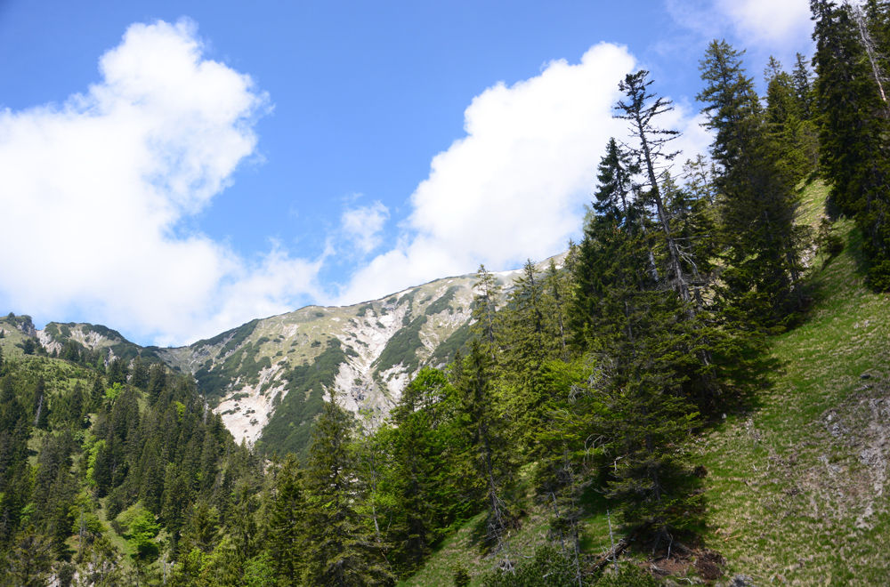 Zu sehen ist ein aufgelichteter Bergmischwald vor Hochgebirge unter weiß-blauem Himmel.