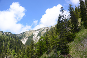 Zu sehen ist ein aufgelichteter Bergmischwald vor Hochgebirge unter weiß-blauem Himmel.