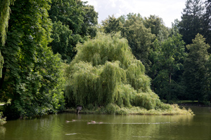 In einen künstlich angelegten großen Teich einer Parkanlage hängen die ausladenden Äste eines alten Weidenbaumes bis ins Wasser.