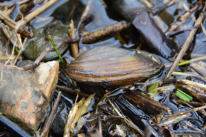 Eine braune Muschel mit geschlossener Schale liegt, halb im Wasser, halb an der Luft, zwischen Steinen und abgestorbenem Pflanzenmaterial.