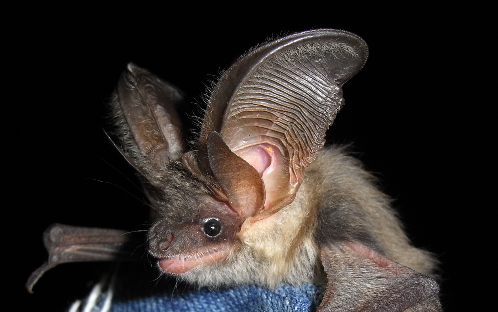 Eine Fledermaus mit sehr langen Ohren wird von einer in einen Handschuh gehüllte Hand festgehalten und sieht den Betrachter an.