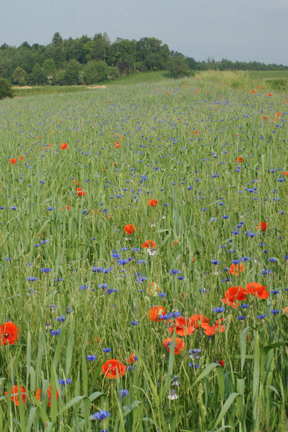 Ein Acker mit roten und blauen Wildblumen zwischen noch grünen Getreidehalmen.