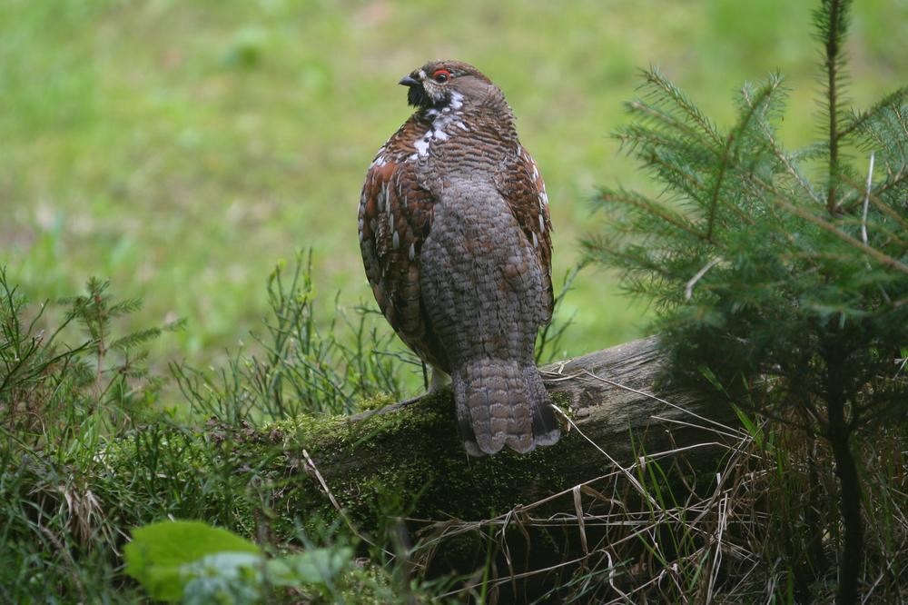 Männliches Haselhuhn auf einem bemoosten, liegenden Baumstamm. Daneben Heidelbeer-Sträucher und junger Fichtenaufwuchs.