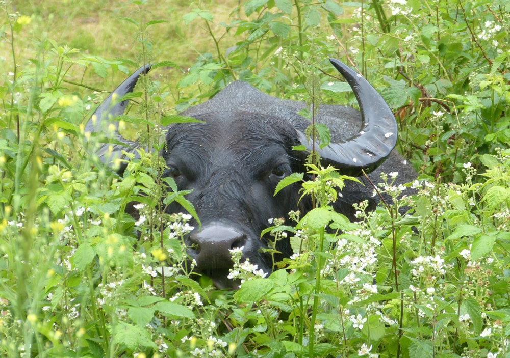 Der Kopf eines Büffels schaut aus einem Dickicht aus hohen Wildpflanzen heraus.