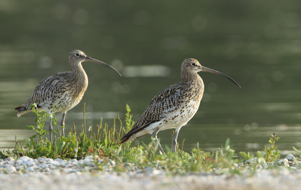 Auf dem Foto sind zwei Große Brachvögel abgebildet. Ihr gesprenkeltes Gefieder glänzt im Sonnenlicht. Das Paar steht auf einem schütter bewachsenen Kiesufer. Im Hintergrund spiegelt sich die Wasserfläche.