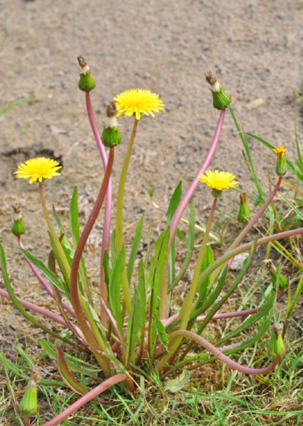 Blühender Löwenzahn mit Blüten auf kahlem Erdboden.