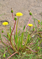 Blühender Löwenzahn mit Blüten auf kahlem Erdboden.