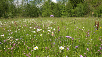 Das Bild zeigt eine artenreiche, bunte Wiese mit Kuckucks-Lichtnelke, Margerite und Acker-Witwenblume, die von einem Heckengürtel eingefasst ist. 