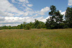 Von Wald gesäumte Heidelandschaft.