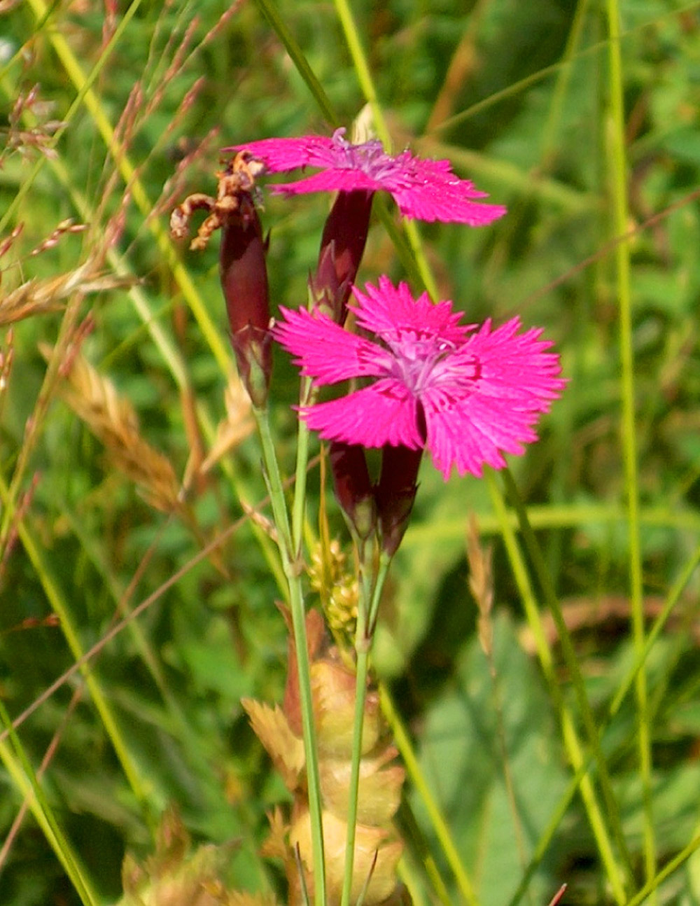 Nahaufnahme einer wilden Nelke mit zwei intensiv pink leuchtenden Blüten.