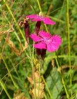 Nahaufnahme einer wilden Nelke mit zwei intensiv pink leuchtenden Blüten.