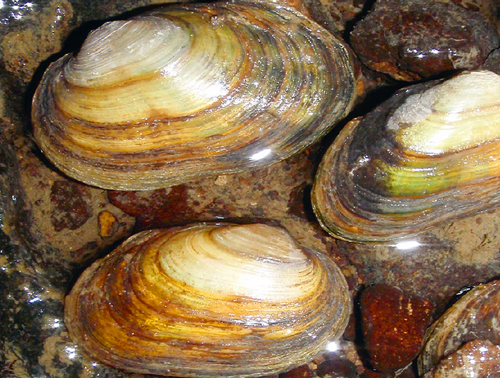 Drei große länglich-ovale, bräunlich-weiße Muscheln liegen im seichten Wasser.