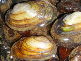 Drei große länglich-ovale, bräunlich-weiße Muscheln liegen im seichten Wasser.