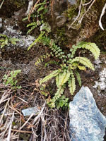 Zu sehen sind Exemplare des Braungrünen Streifenfarns (Asplenium adulterinum) an einem Serpentinitfelsen. Der filigrane Farn mit seinen kleinen Fiederblättchen hat einen charakteristischen Stiel, der am Grund braun ist und zur Spitze hin hellgrün wird. Er ist umgeben von anderem Felsbewuchs, wie Moosen und Flechten, aber auch Gräsern und einer Jungpflanze des Serpentinstreifenfarns (Asplenium cuneifolium).