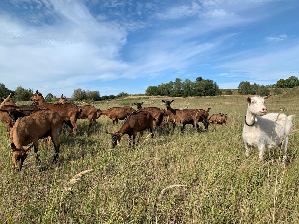 Eine Gruppe Ziegen, die in steppenähnlichem, grasdominiertem Gelände fressen.