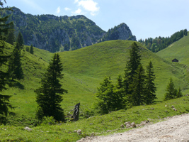 Hügelige Almwiesen mit einzelnen Fichten vor bewaldeter Bergkette.