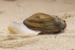 Es handelt sich um eine Unterwasser-Aufnahme in einem Aquarium. Die Bachmuschel sitzt auf feinem Sand und streckt ihren Fuß aus. Rechts sieht man das kiemenartige Atemorgan der Muschel.