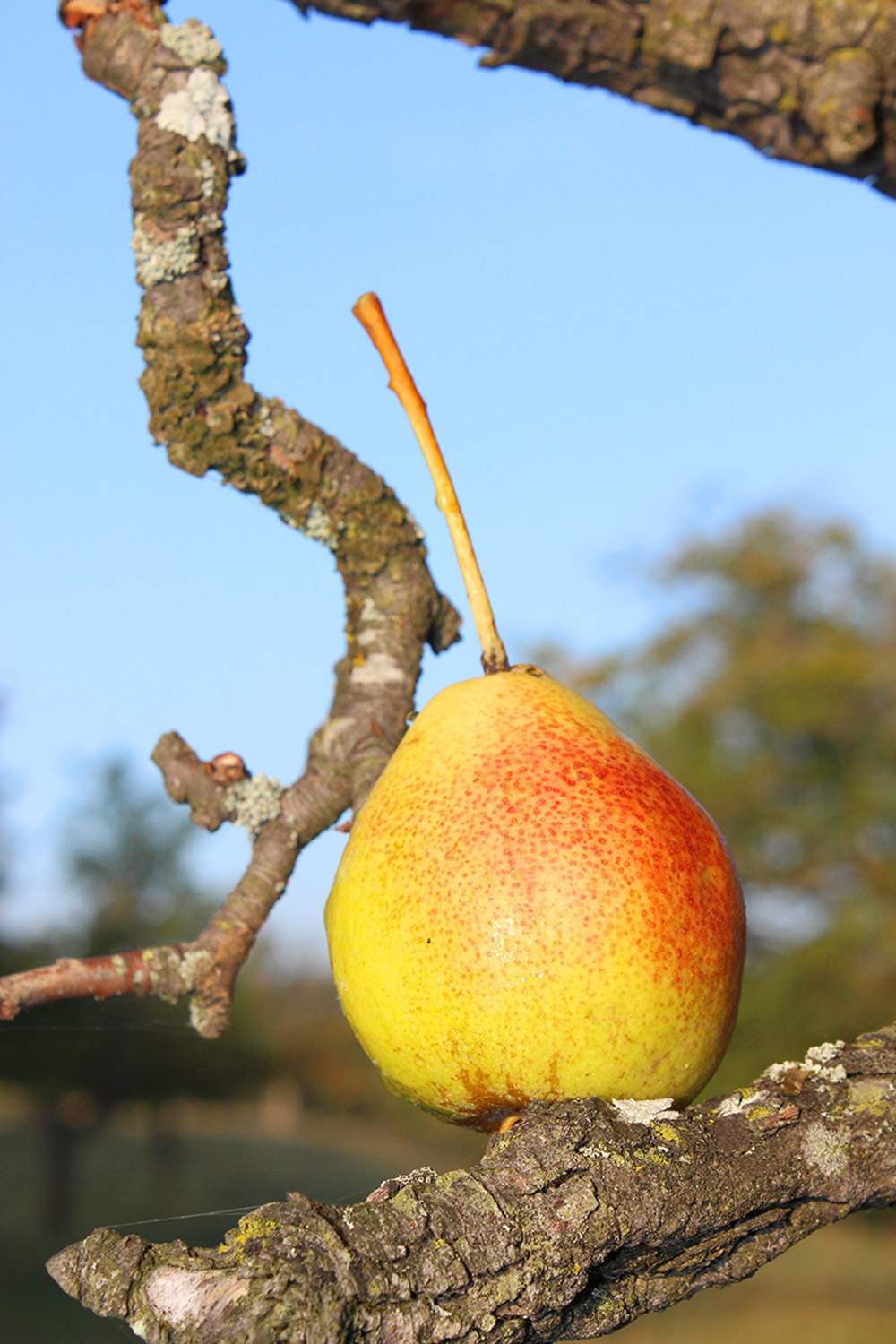 Eine rötlich-gelbe Birne mit langem Stil liegt im Freien auf einem dürren Ast.