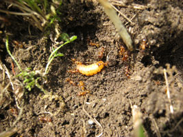 Auf der bloßen Erde liegt eine dicke gelbe Raupe und wird von zahlreichen deutlich kleineren Ameisen umringt.