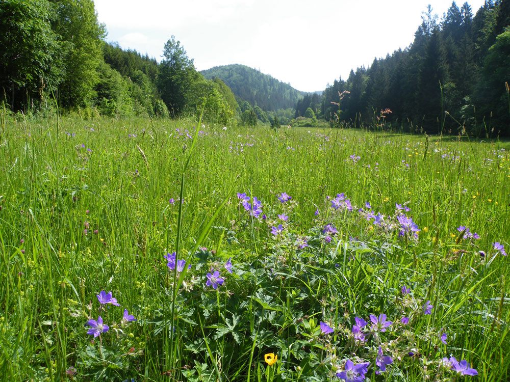 Von Wäldern umgrenztes Tal mit hochgewachsener grüner Wiese und blau blühendem Storchschnabel.