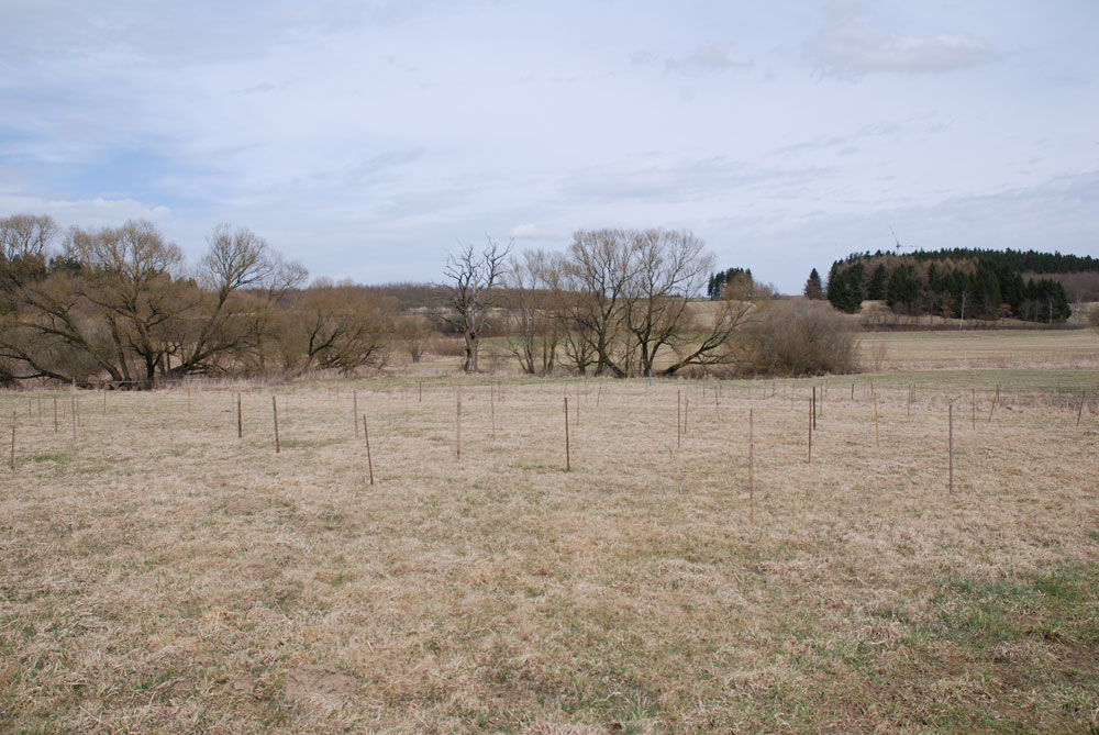 Aus einer mit herbstlich braunem Gras bedeckten freien Wiesenfläche ragen zahlreiche Holzpflöcke auf, die den Vögeln als künstliche Sitzwarten dienen sollen.