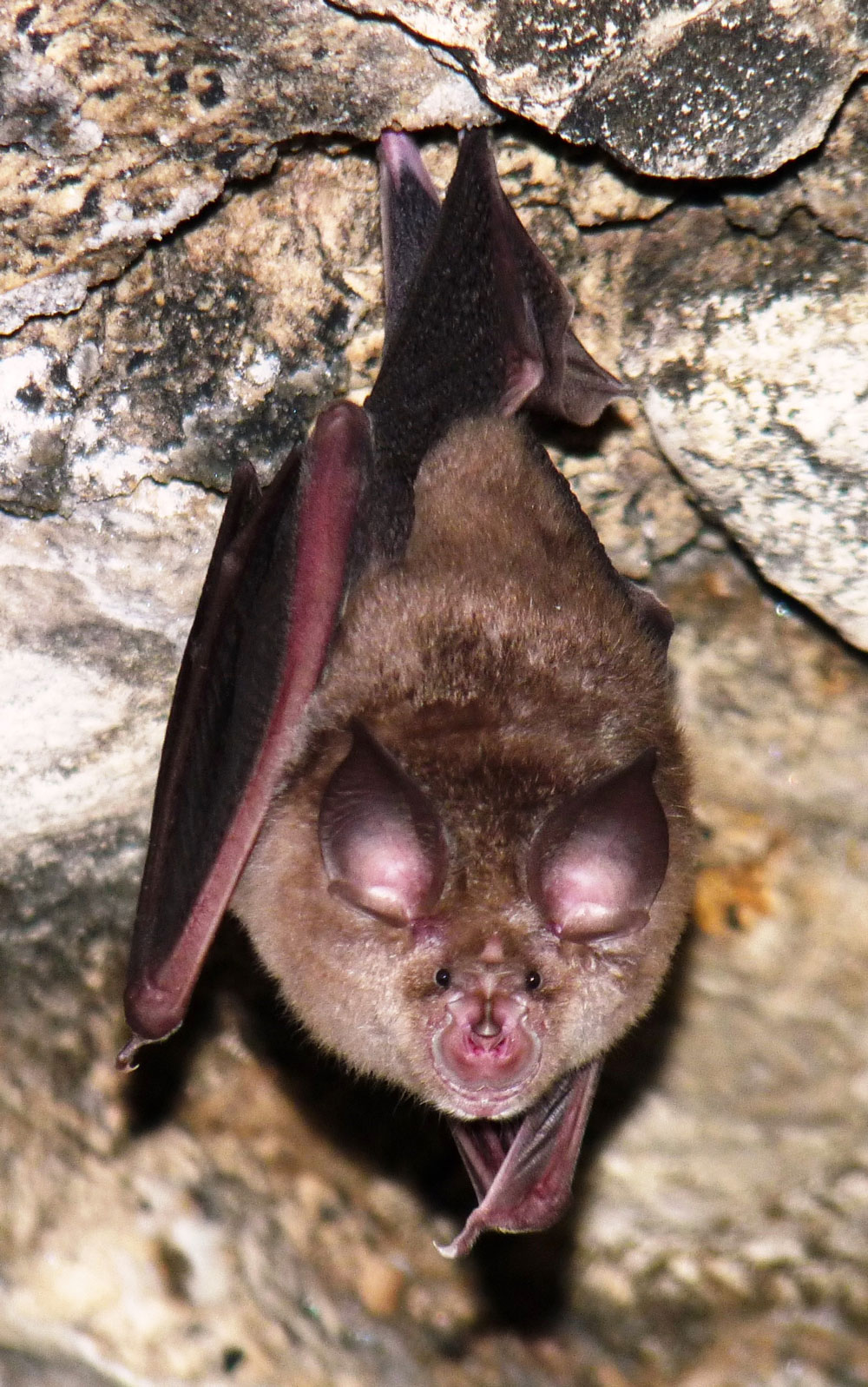 Eine erwachsene Fledermaus hängt kopfüber an der Decke eines gemauerten Kellergewölbes und blickt den Betrachter an.