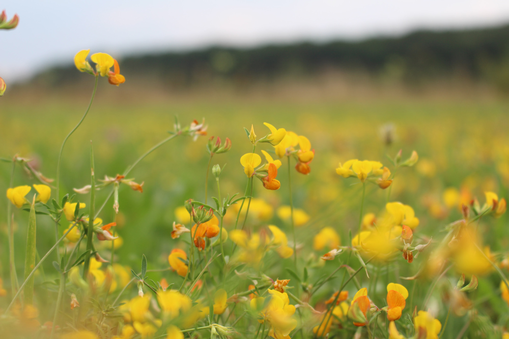 Nahaufnahme des vom Aussterben bedrohten Schmalblättrigen Hornklees mit Dutzenden gelben Blüten.