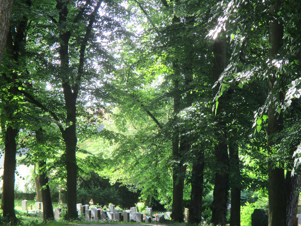 Eine Gruppe von Grabsteinen ist umgeben von zahlreichen hochgewachsenen Buchen.