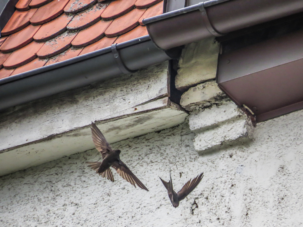 Zwei Vögel fliegen in der Nähe einer Maueröffnung unterhalb der Dachrinne an einem Hausdach.