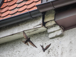 Zwei Vögel fliegen in der Nähe einer Maueröffnung unterhalb der Dachrinne an einem Hausdach.