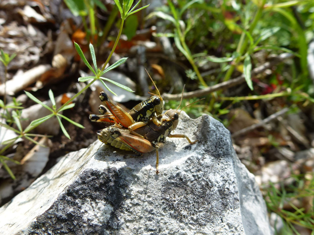 Zwei Gebirgsschrecken paaren sich auf einem Stein in der Sonne.