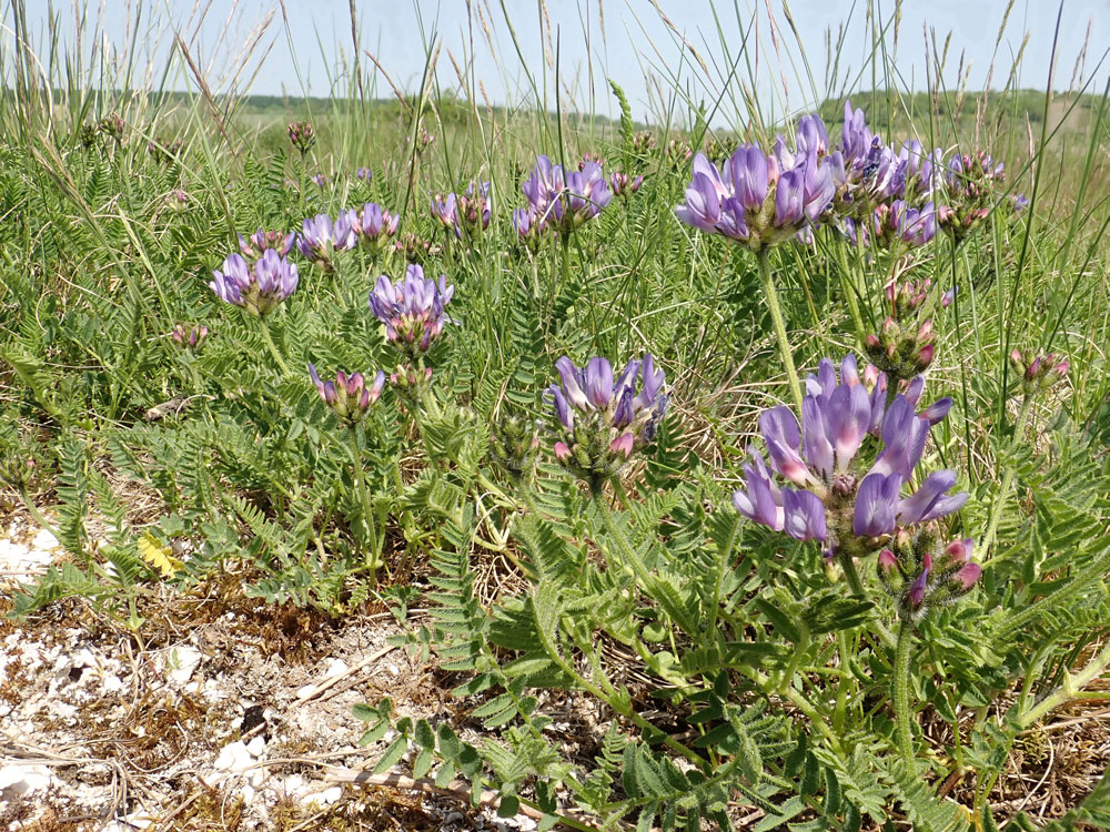 Nahaufnahme einer Gruppe violett blühender Pflanzen, die auf sandig-kiesigem Boden wachsen.