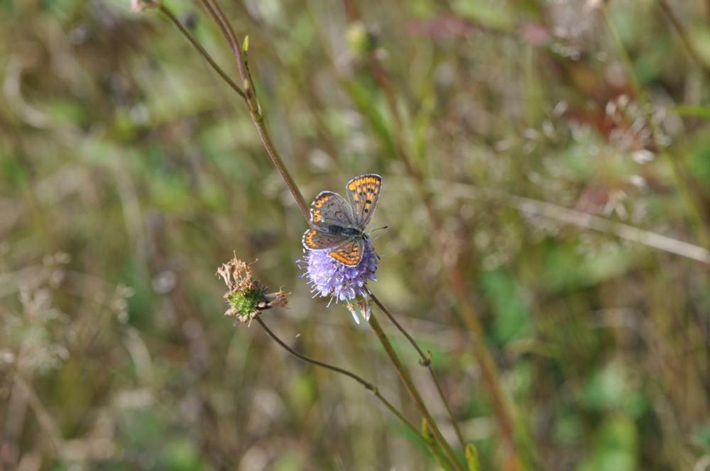 Schwarzer Schmetterling mit orangen Flecken sitzt mit ausgebreiteten Flügeln auf einer violetten Blüte.