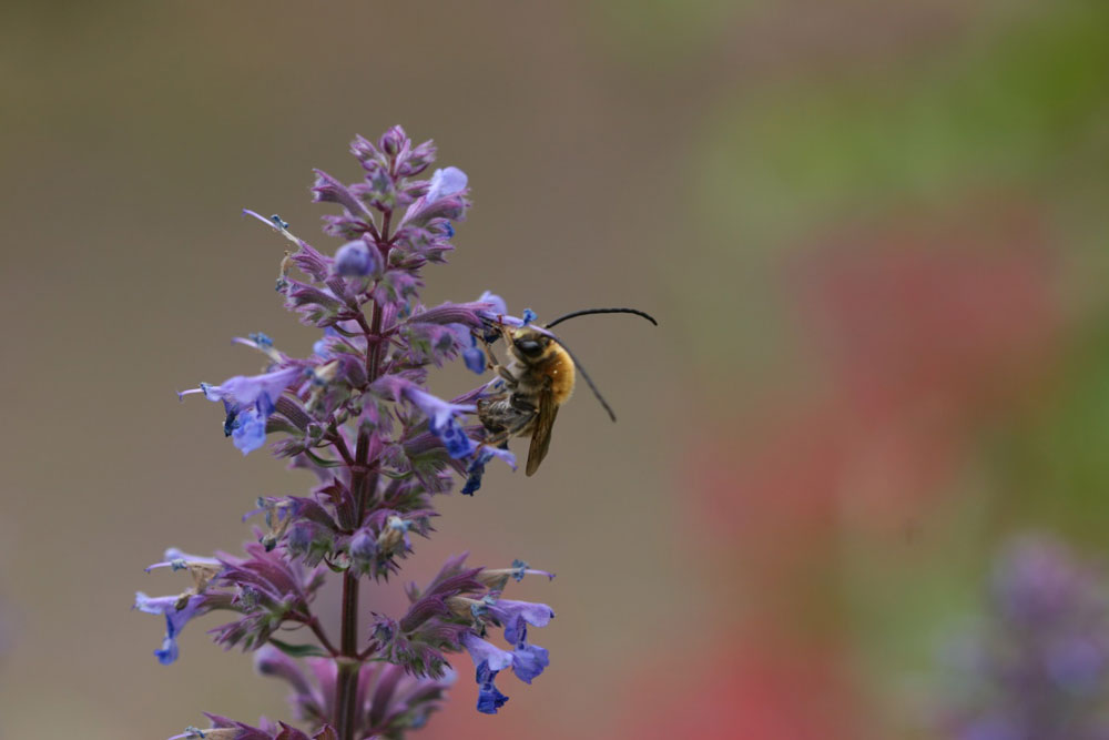Großaufnahme einer Mai-Langhornbiene an blauer Blüte.