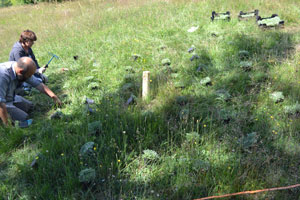 Auf einer Wiese sind mehrere Dutzend Topfpflanzen des Katzenpfötchens verteilt; links im Bild knien eine Wissenschaftlerin und ein Wissenschaftler am Boden und beginnen mit einer Harke, die Pflanzen einzupflanzen.