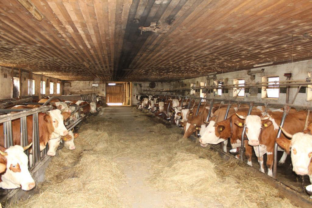 Blick in einen Kuhstall mit niedriger Holzdecke, in dem beidseits des Mittelganges mehrere Dutzend Kühe an Gittern angebunden sind und Heu fressen.