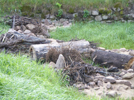 Vor einem Kiefernwald liegt eine magere Wiese, auf der einige junge Kiefern stehen.